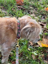 Franzi mit ihrem neuen wunderschönen Halsband review photo