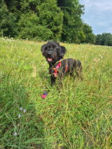 Loui review photo