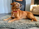 Lou review photo