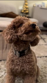 Teddy review photo