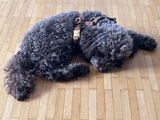 Sissi🐾 review photo