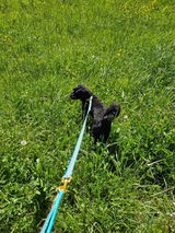 Milou review photo