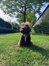 Sofie #lifeofsofiethepoodle review photo