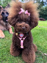 Sofie #lifeofsofiethepoodle review photo