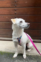 Sophie review photo