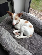 Paco review photo