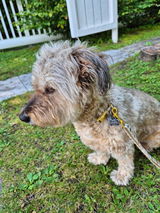 Carlos Dr. Pfarrer review photo