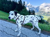 Dagmar W review photo