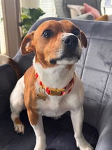 rockythejacky review photo