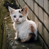 Sayla Kimber, Cat Adoption Foundation review photo