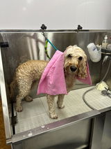 Maxine Owen at The Groomery.🐾🐾 review photo