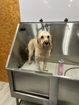 Maxine Owen at The Groomery.🐾🐾 review photo