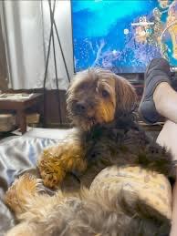 Betty Ann’s dog enjoying Puffer’s Power Bites