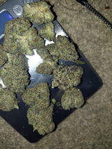 Sage M. review photo