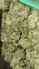 That o.b.g. review photo