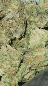 That o.b.g. review photo