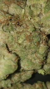Chainsaw R. review photo