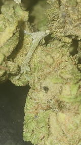 That o.b.g. review photo