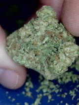 Chronic B. review photo
