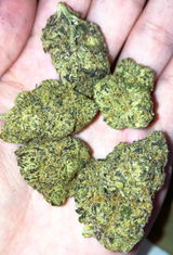 Chronic B. review photo
