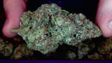 Chronic B. review photo