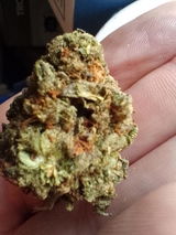 Conor review photo