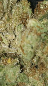 Chainsaw R. review photo