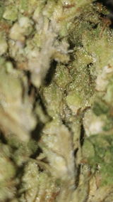 Chainsaw R. review photo