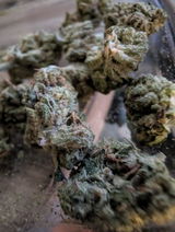 Chronic B. review photo