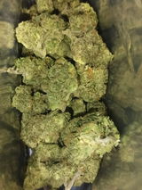 Brandon H. review photo