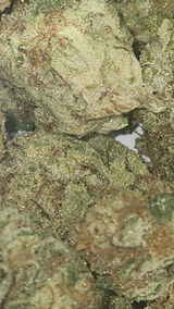 That o.b.g. review photo