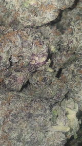 That o.b.g. review photo