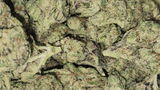 That o.b.g. review photo
