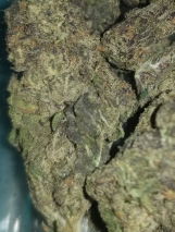 Mr.Dank review photo