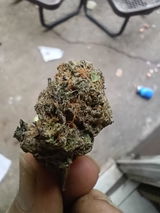 Anthony review photo