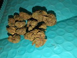 Chronic B. review photo