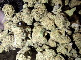 Mr.Dank review photo