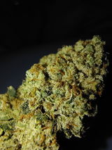 brelva review photo