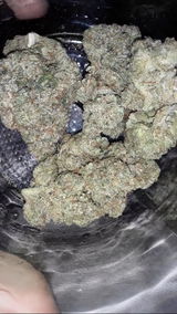 brelva review photo