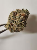 Joseph D. review photo