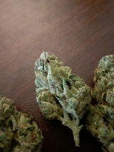 brelva review photo