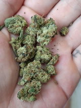rocio v. review photo