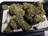 GMO review photo
