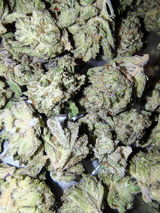 brelva review photo