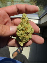Anibal S. review photo