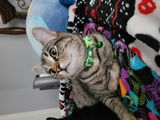 Michele-Marie Goodwin review photo