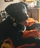 Webster review photo