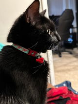 Betsy review photo