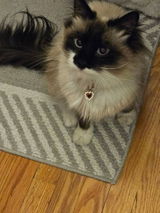 Frieda review photo