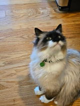 Frieda review photo